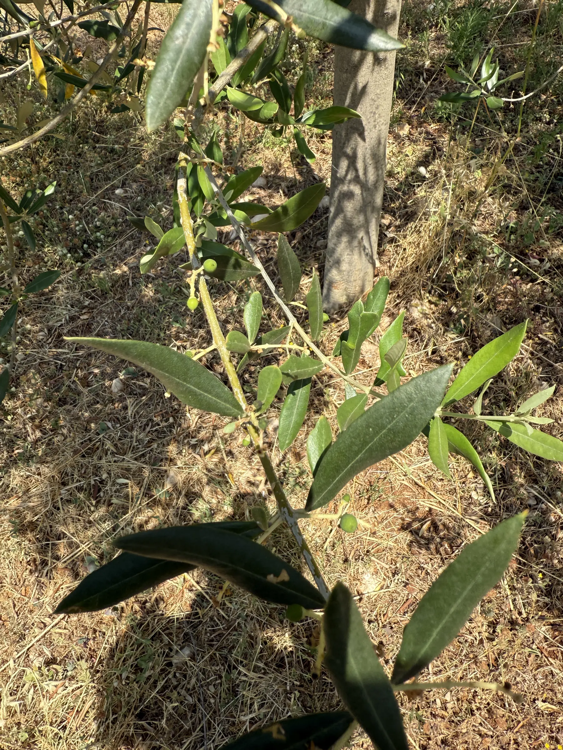 Grüne Olivenzweige mit glänzenden Blättern, vor einem hellen, sonnendurchfluteten Hintergrund und leichtem Schatten.