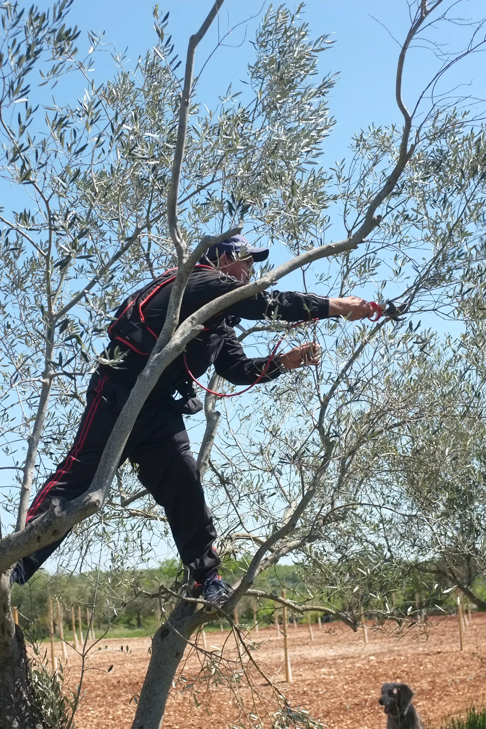 Ein Arbeiter klettert auf einen Olivenbaum und erntet Oliven, umgeben von grünem Blattwerk und blauem Himmel.